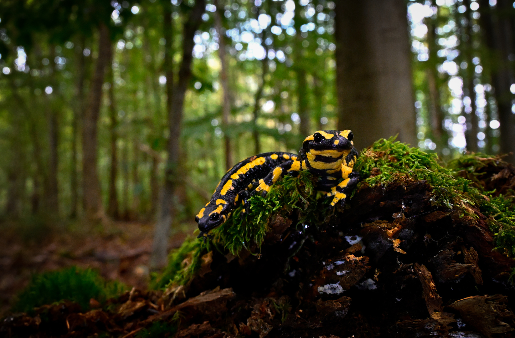 Doppeltes Glück Foto &amp; Bild | tiere, wildlife, amphibien &amp; reptilien ...