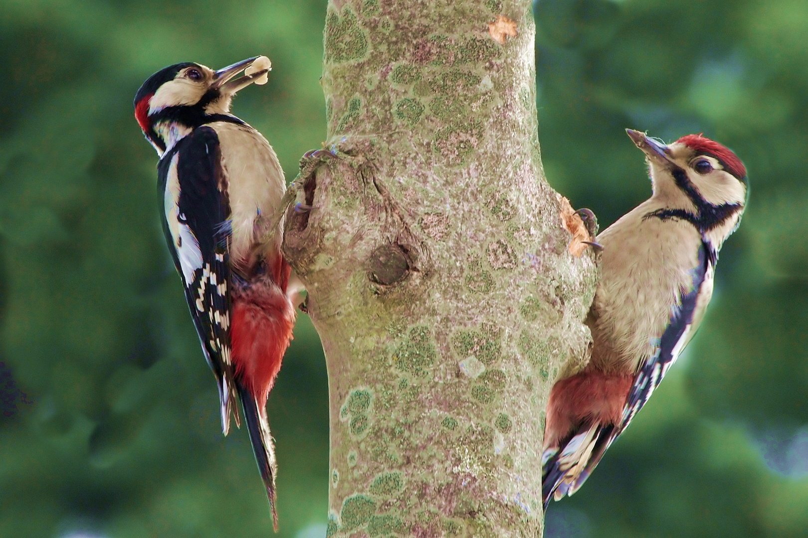 Doppeltes Glück (Buntspecht Mutter und Junge)