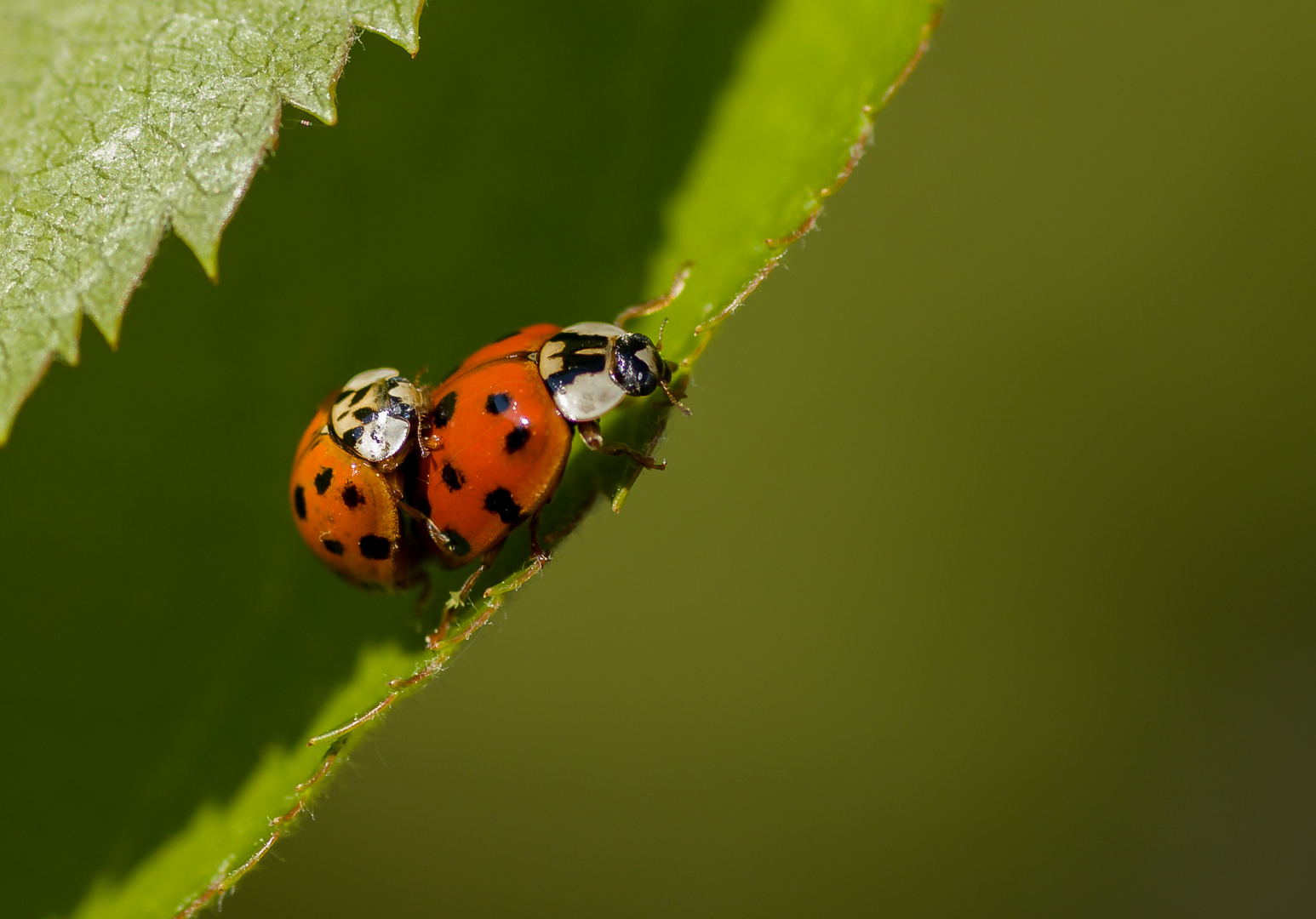 Doppeltes Glück Foto & Bild jahreszeiten, sommer, makro Bilder auf