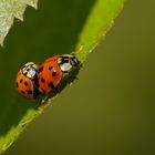 Doppeltes Glück