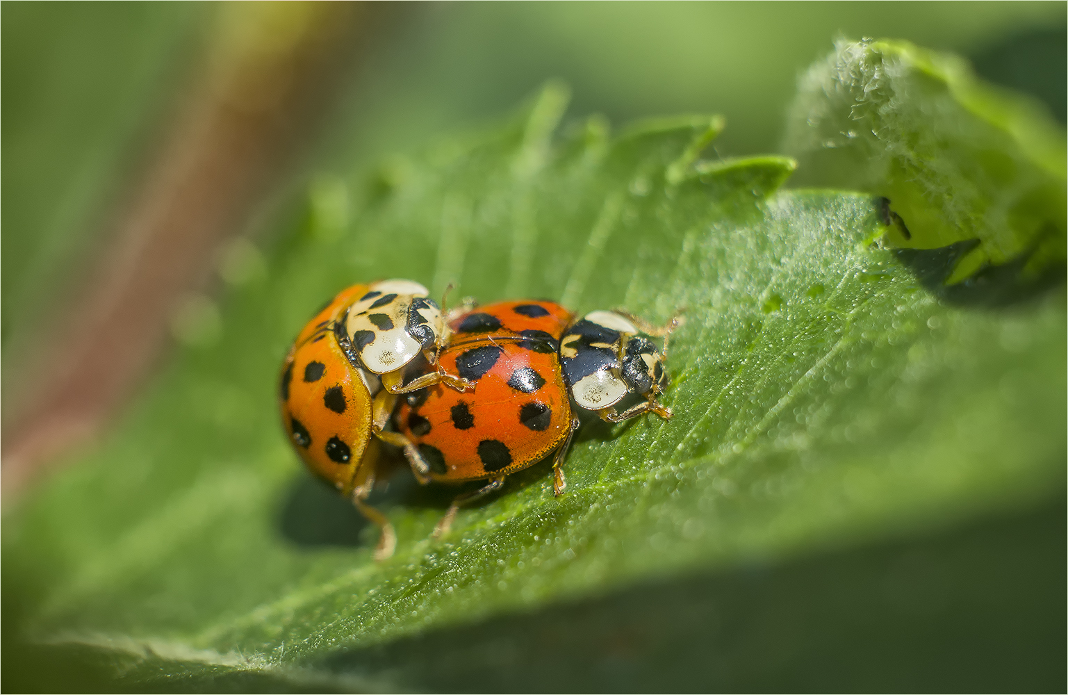doppeltes glück Foto &amp; Bild | frühling, natur, bokeh Bilder auf ...