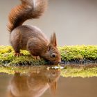 Doppeltes Hörnchen