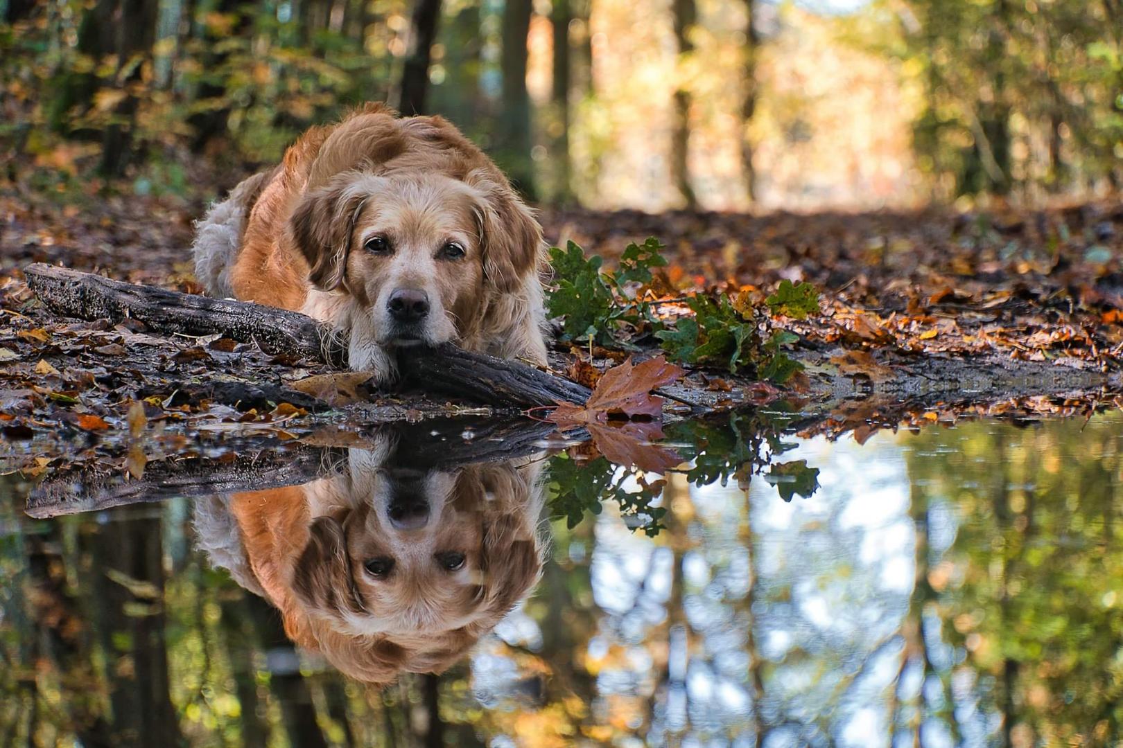 Doppeltes Hundeglück 