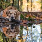 Doppeltes Hundeglück 