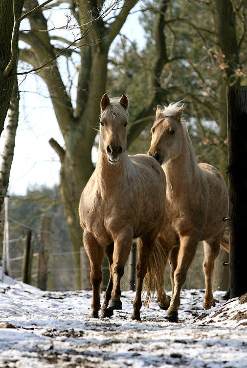 Doppeltes Lottchen