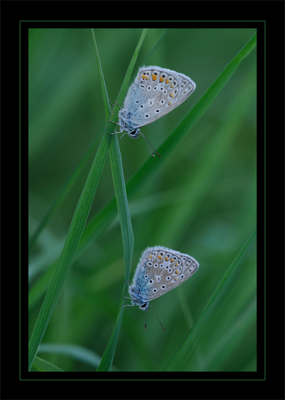 doppeltes Lottchen