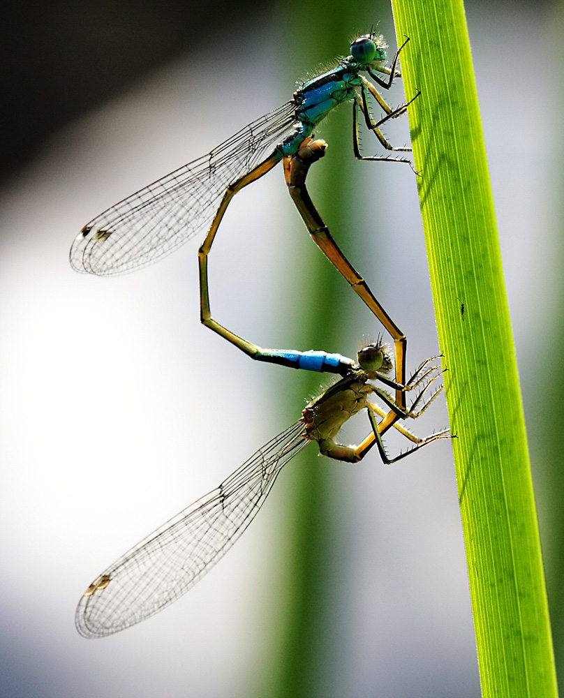 Doppeltes Lottchen