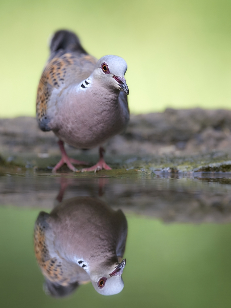 Doppeltes Lottchen