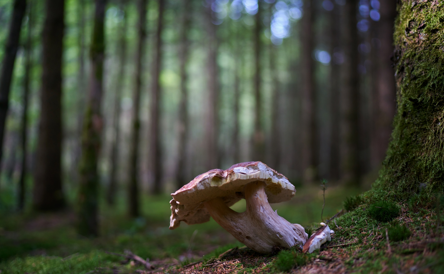 doppeltes Lottchen die zweite