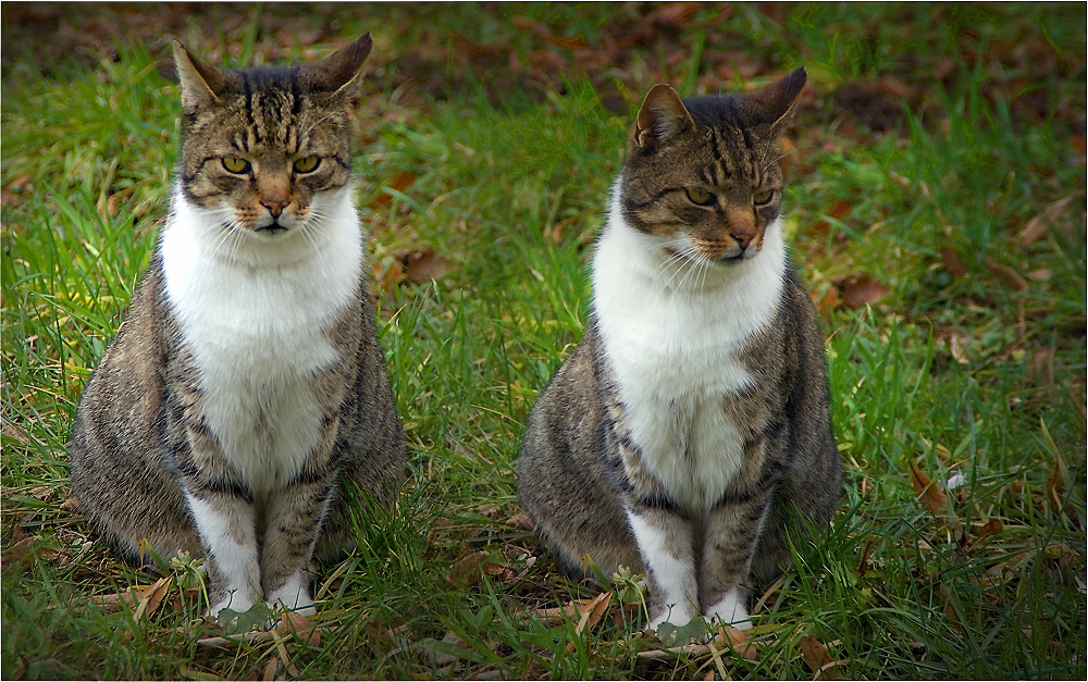 ~Doppeltes Miezchen~