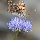 Doppeltes Mittwochsblümchen ...,