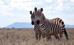 Doppeltes Zebra