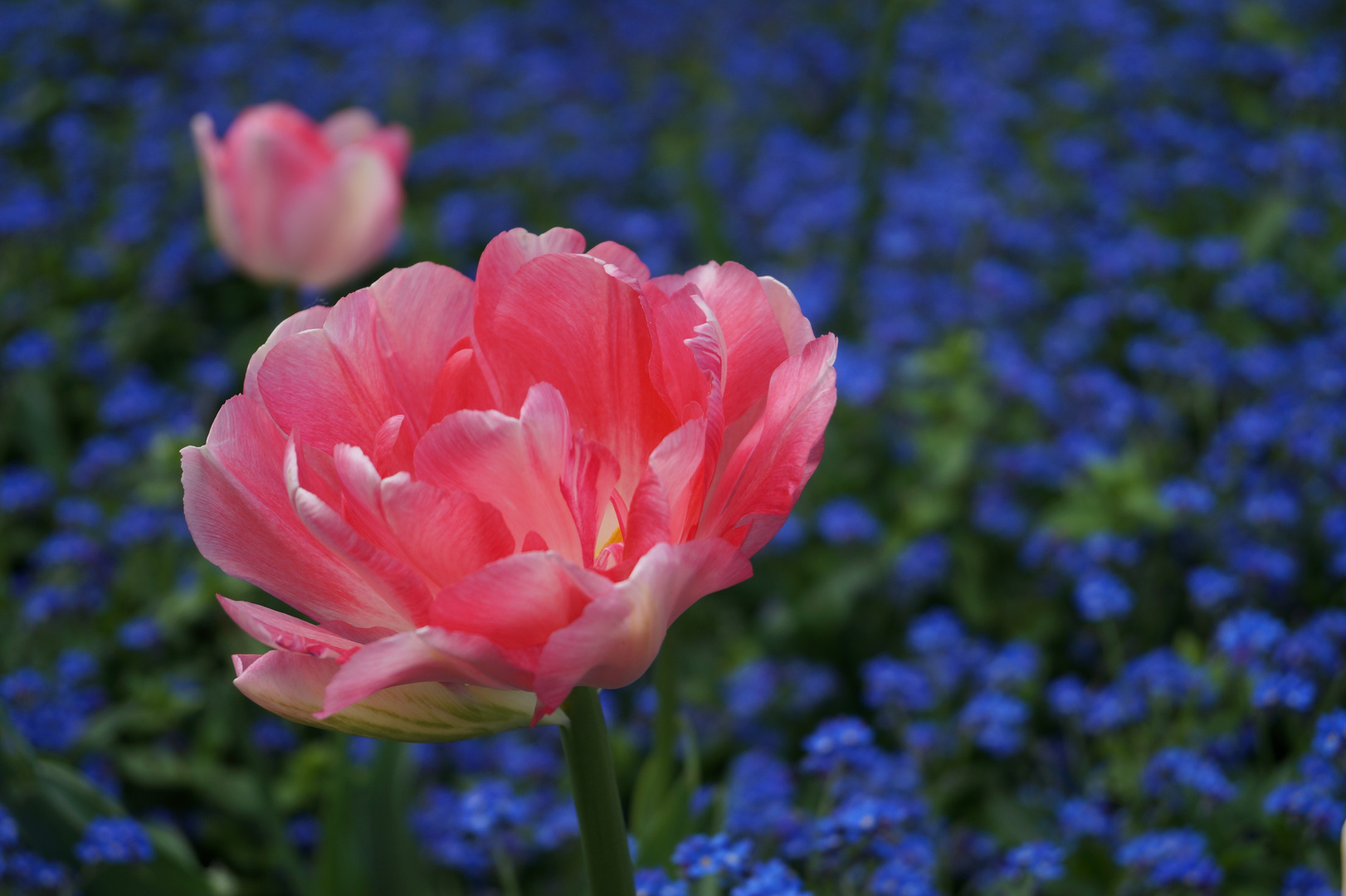 Doppeltulpe aus Prag