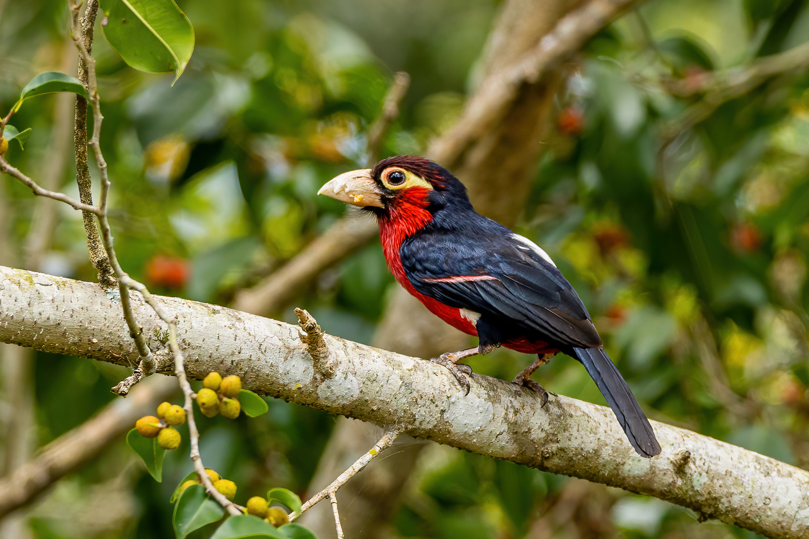 Doppelzahn-Bartvogel / Double-Toothed Barbet