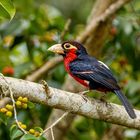 Doppelzahn-Bartvogel / Double-Toothed Barbet