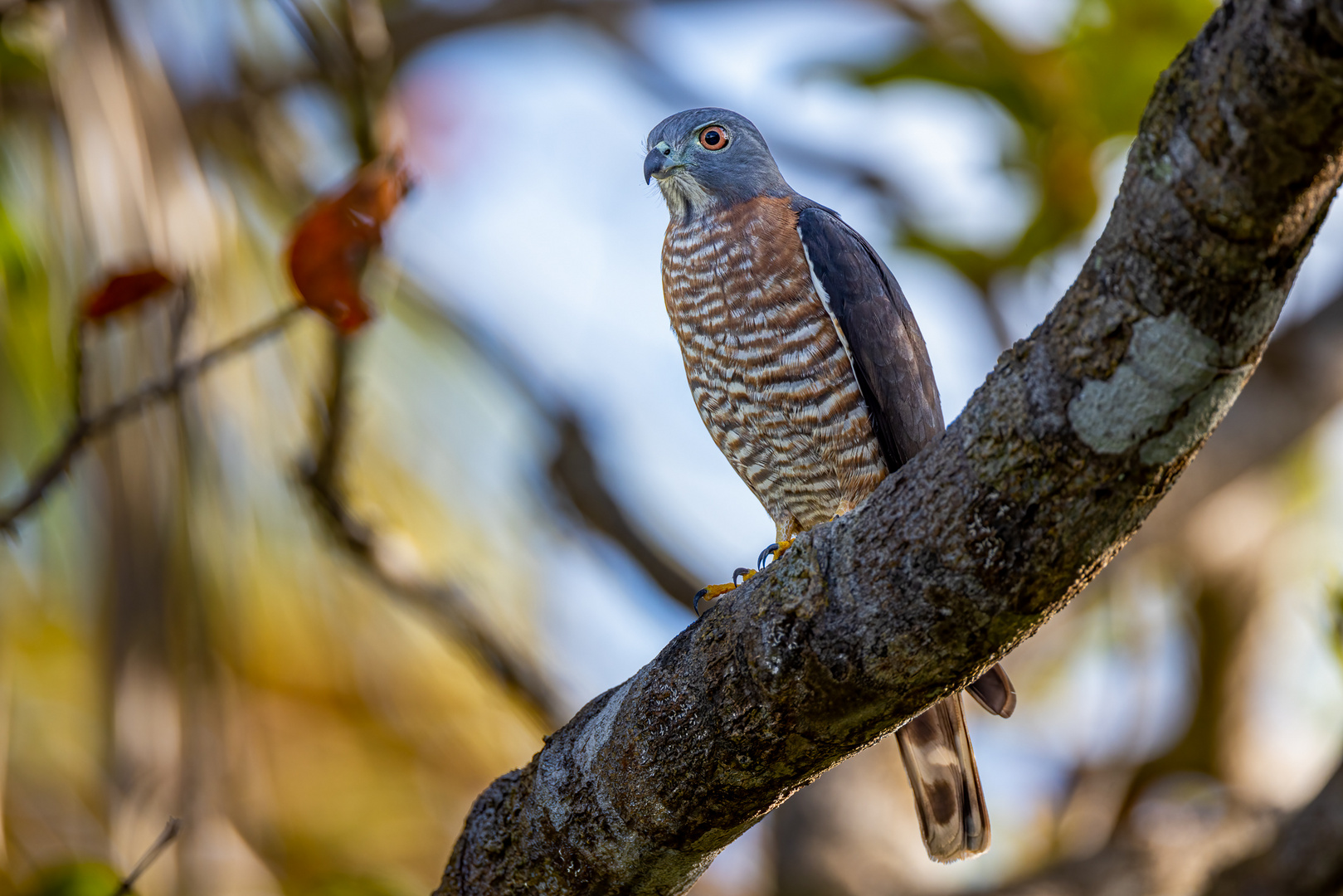 Doppelzahnweih (Double-toothed Kite)