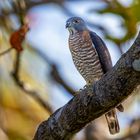 Doppelzahnweih (Double-toothed Kite)