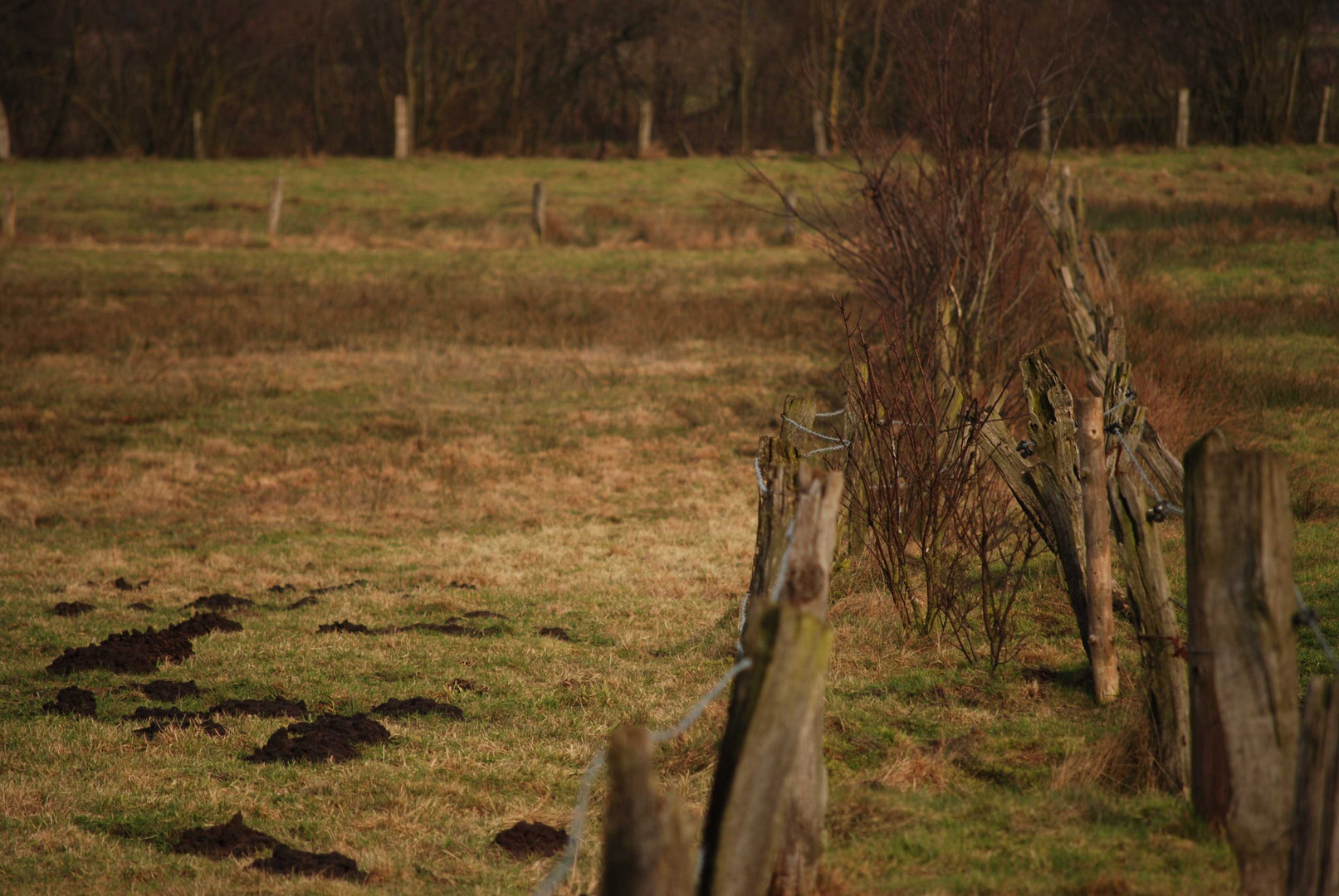 Doppelzaun mit Maulwurfshaufen Foto &amp; Bild | landschaft, zäune &amp; co ...