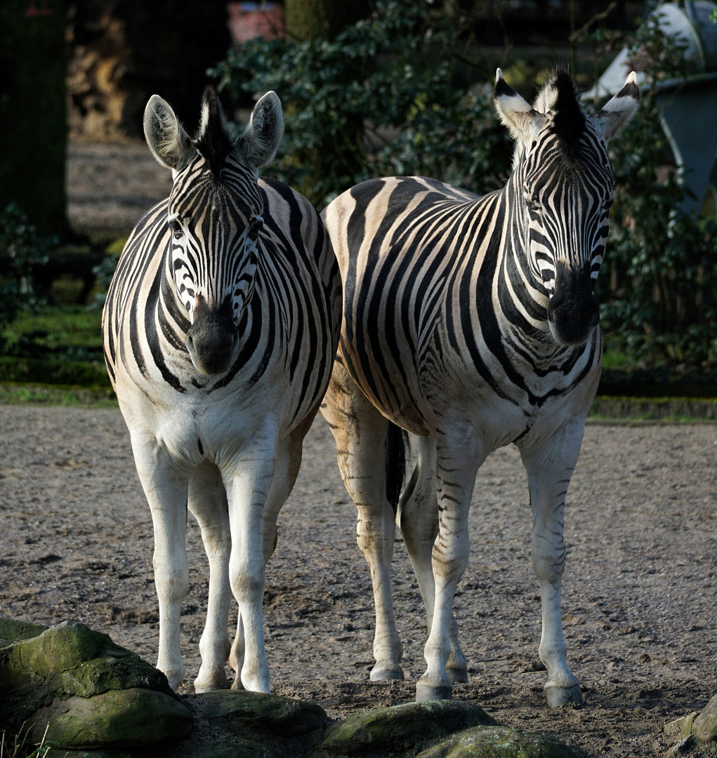 Doppelzebra