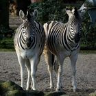 Doppelzebra