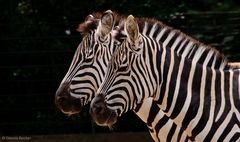 Doppelzebra