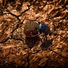 dor beetle