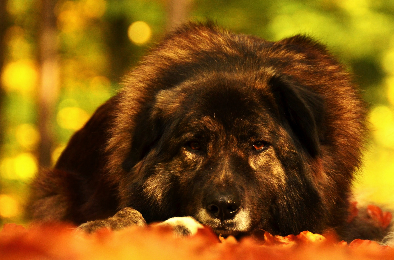 Dora im Herbstwald