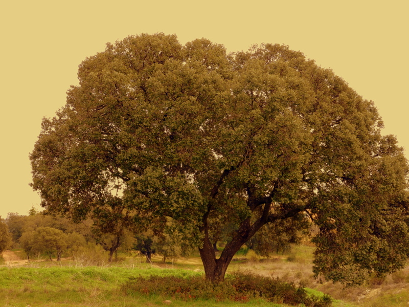 Dorada encina