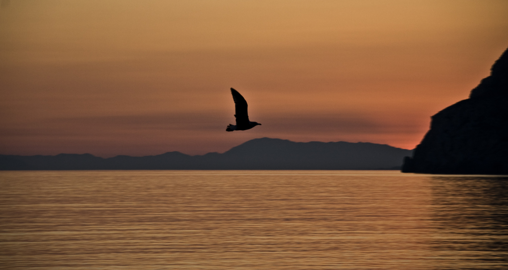 Dorado Atardecer