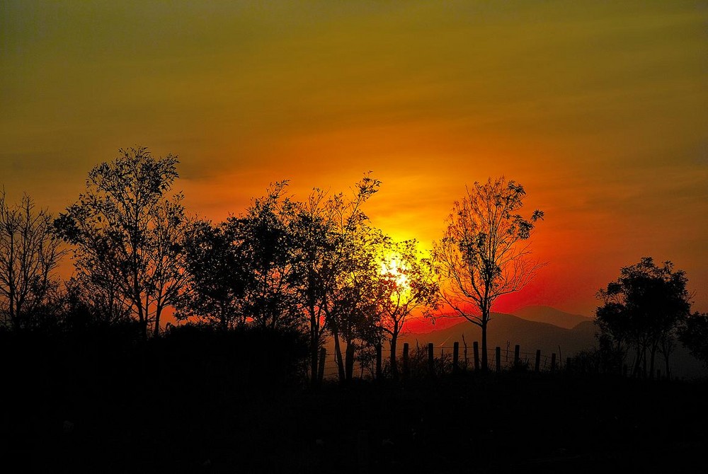 Dorado en Jalisco II