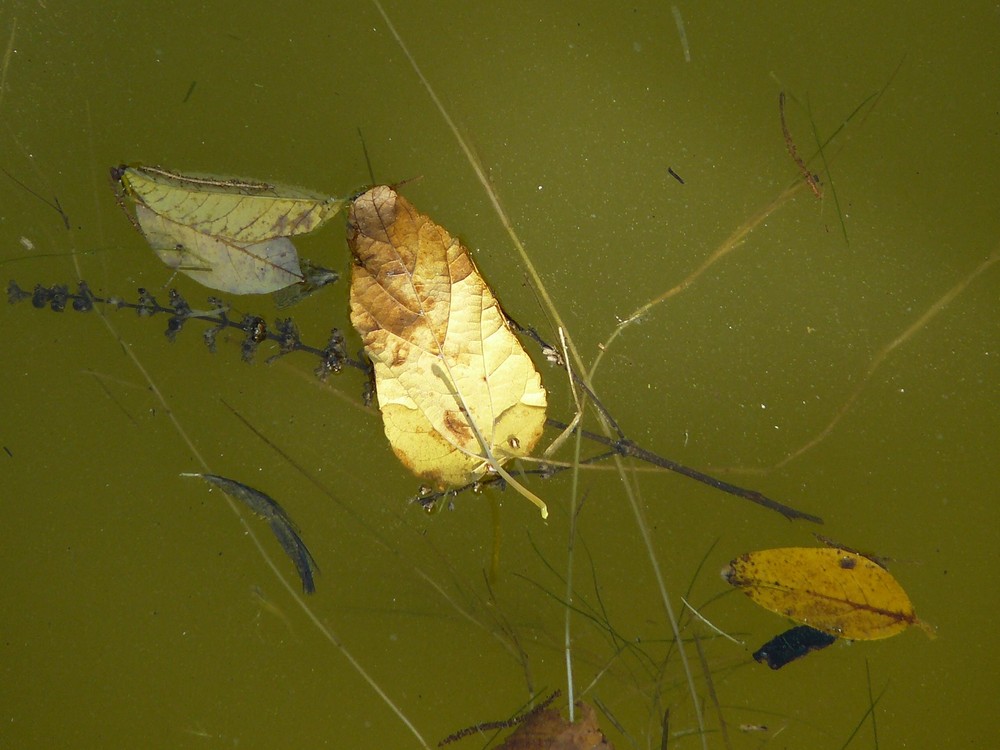 Dorados en el agua