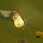 Dorados en el agua