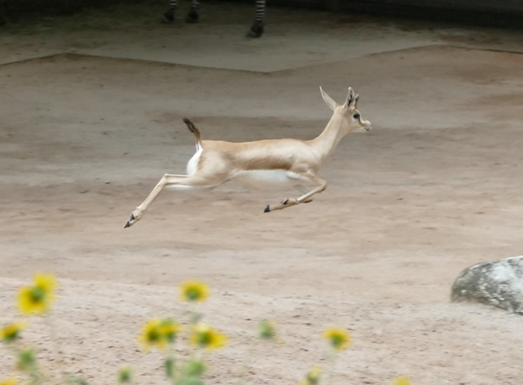 Dorcasgazelle im Stuttgarter Zoo