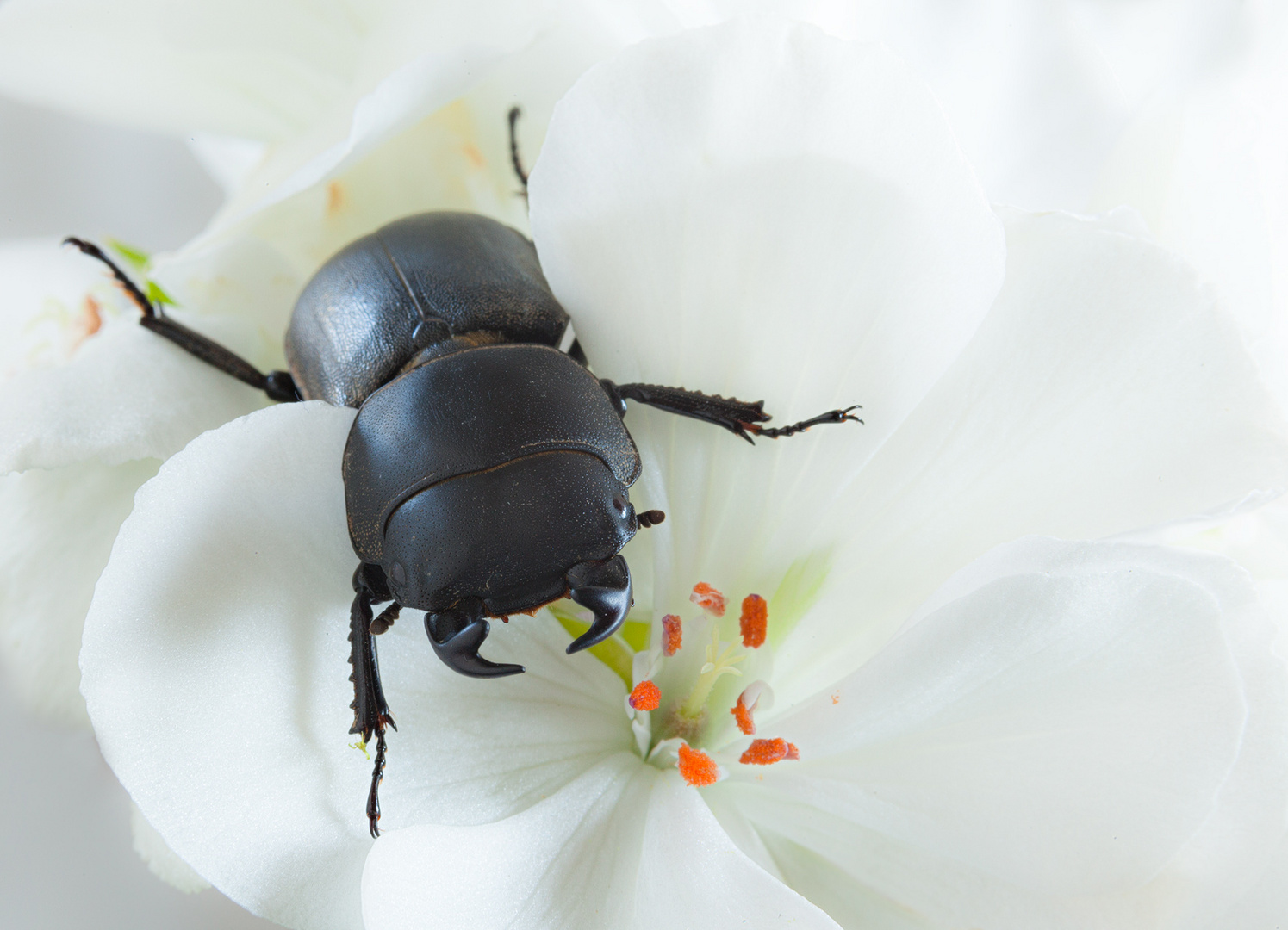 Dorcus p.