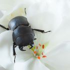 Dorcus p.