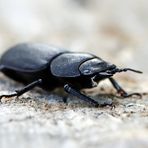 Dorcus parallelipipedus