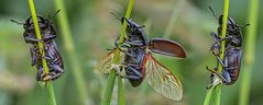 Dorcus parallelipipedus (Balkenschröter)