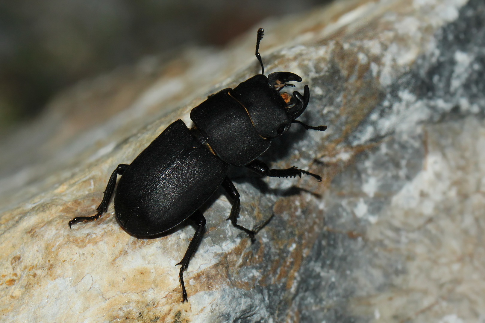 Dorcus parallelipipedus