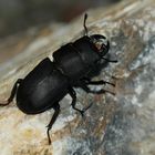 Dorcus parallelipipedus