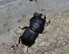 Dorcus parallelipipedus