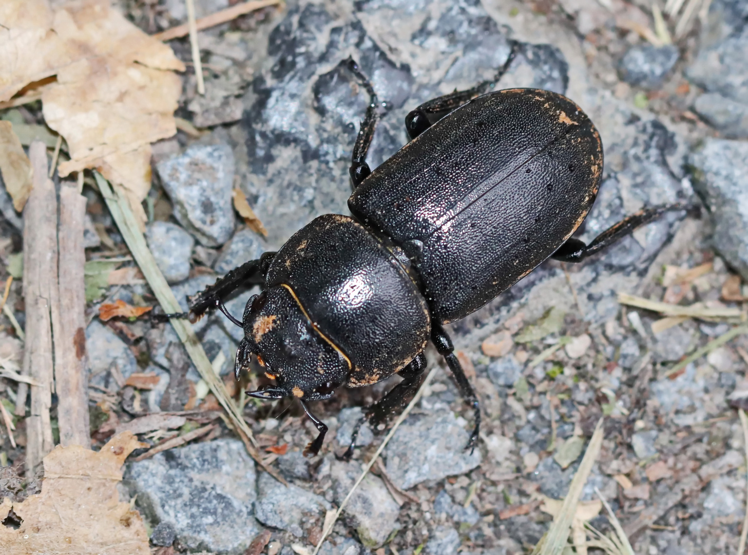 Dorcus parallelipipedus,Weibchen