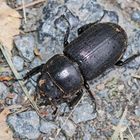 Dorcus parallelipipedus,Weibchen