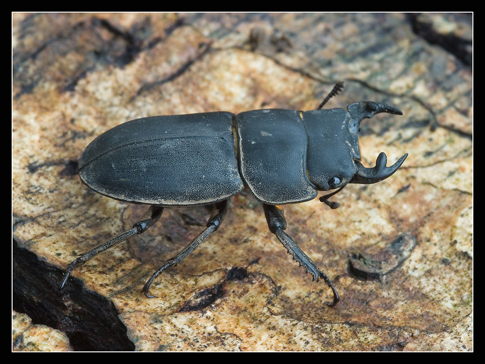 ~ Dorcus parallelopipedus ~