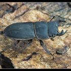 ~ Dorcus parallelopipedus ~