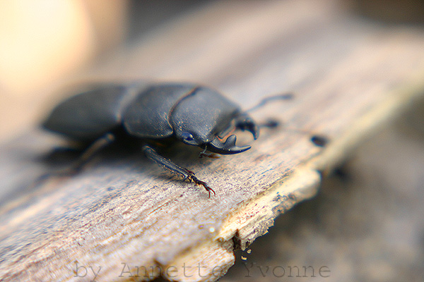 Dorcus parallelopipedus