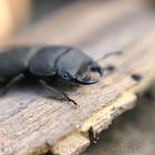 Dorcus parallelopipedus