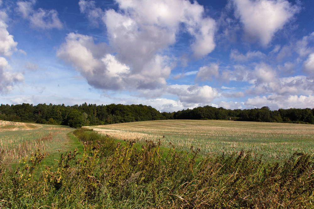 Doreens Stoppelfelder