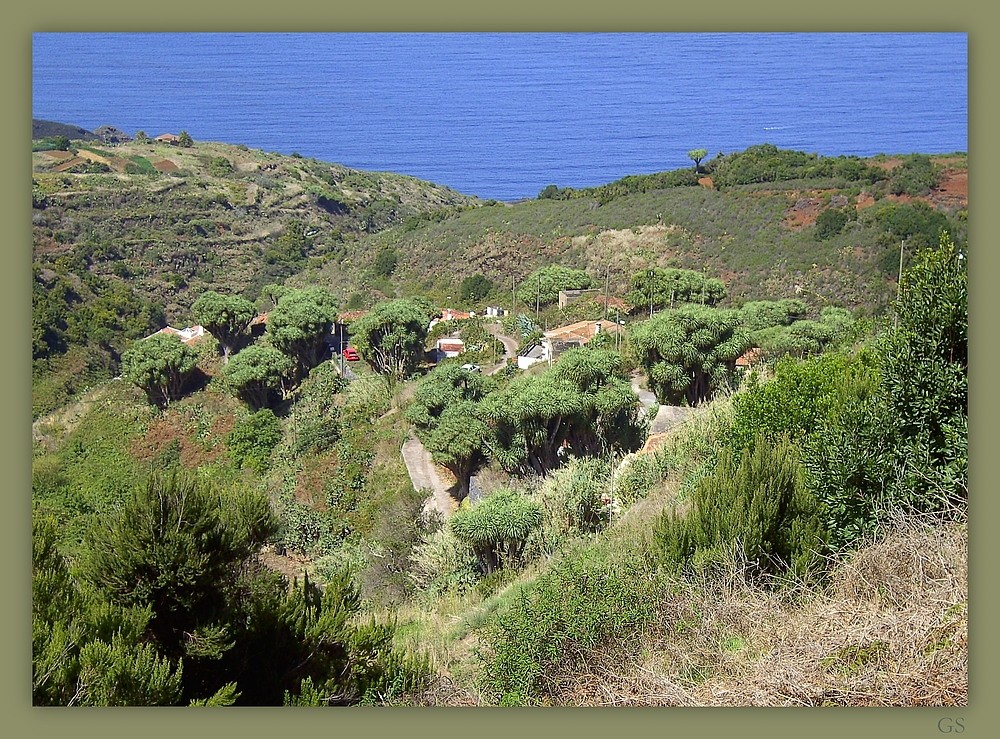 Dorf im Drachenbaum - Hain La Tosca (La Palma)