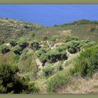 Dorf im Drachenbaum - Hain La Tosca (La Palma)