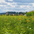 Dorf mit Sonnenblumenfeld / Denklingen